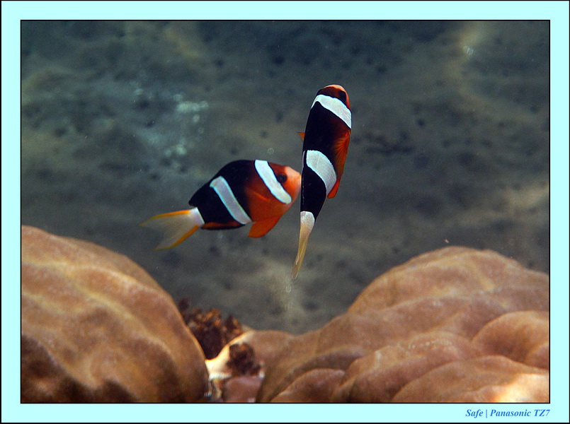 2012 - 07 - Dauin Sanctuary 11